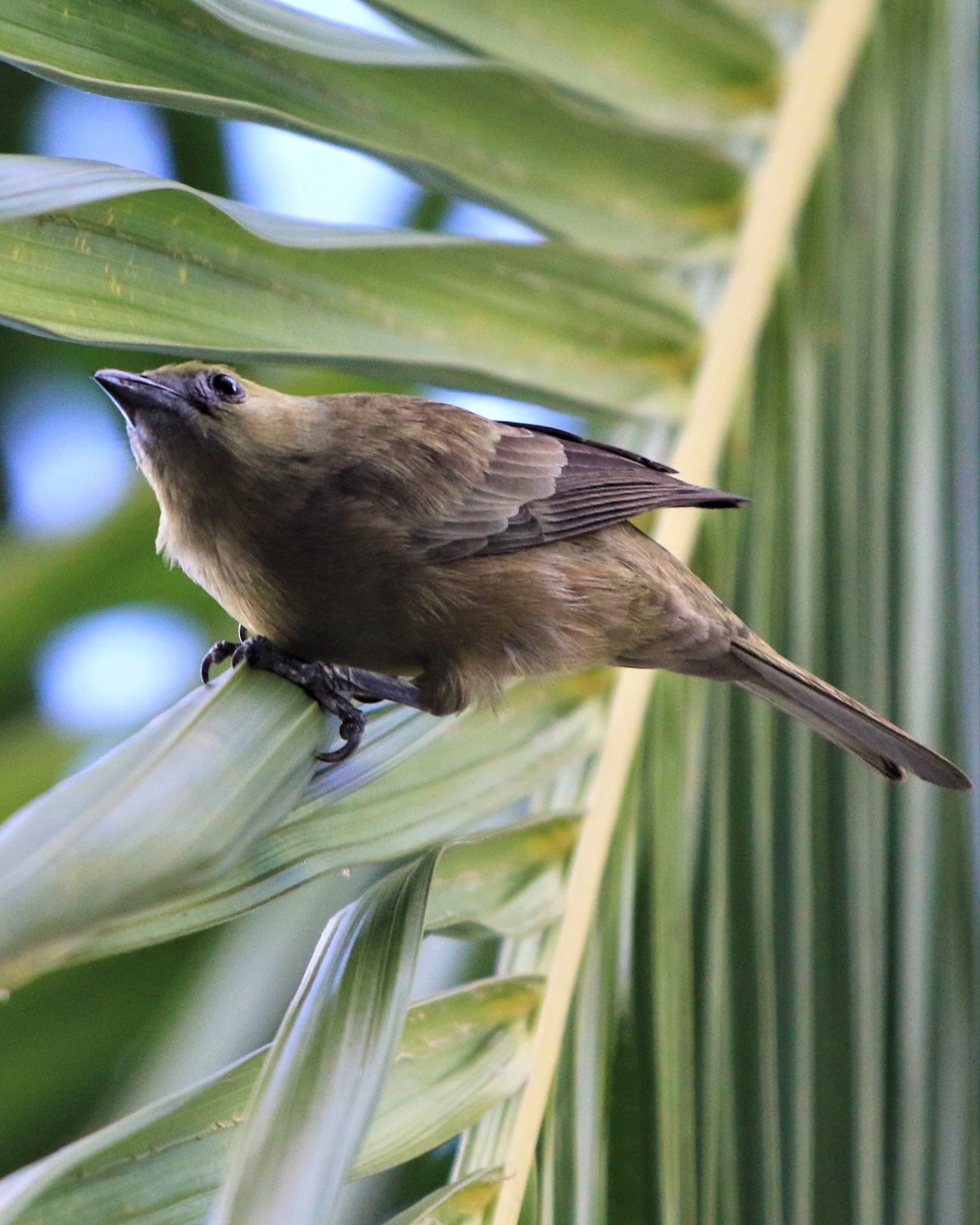 Costa Rica